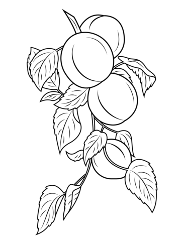 Apricot Branch Coloring Page